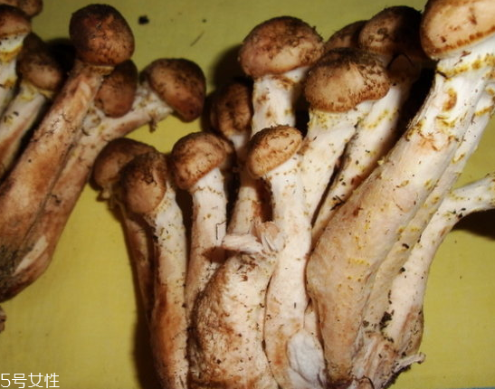 榛蘑的宜忌人群 哪些人適合吃榛蘑？