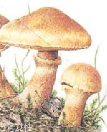 榛蘑的宜忌人群 哪些人適合吃榛蘑？