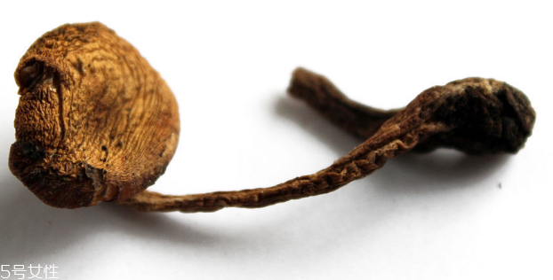 榛蘑的用法 榛蘑的用量 榛蘑的用法 榛蘑的用量