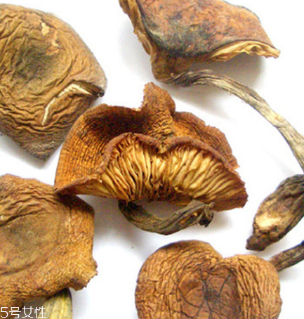 榛蘑是什么？榛蘑是干嘛的