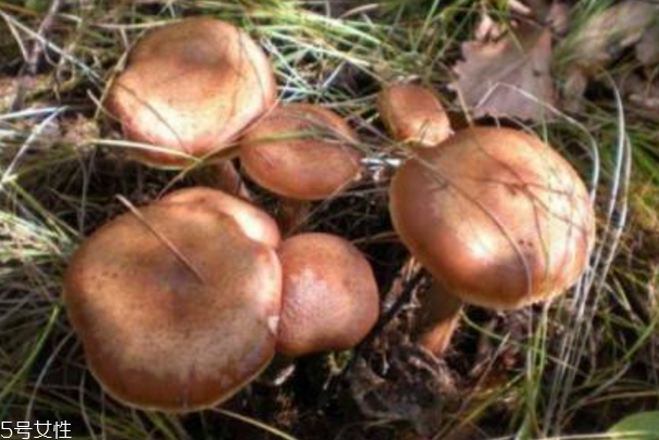 榛蘑是什么？榛蘑是干嘛的