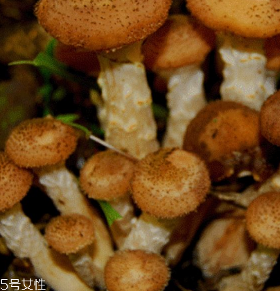 榛蘑是野生的好嗎？野生榛蘑的好處