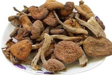 榛蘑是野生的好嗎？野生榛蘑的好處