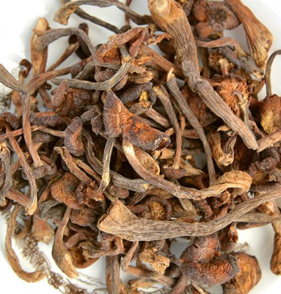 榛蘑是野生的好嗎？野生榛蘑的好處