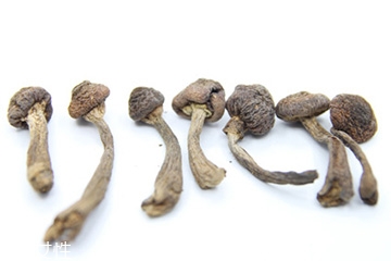 榛蘑和天麻的關(guān)系 榛蘑和天麻有什么聯(lián)系？