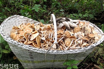 榛蘑的顏色 榛蘑是什么顏色的？