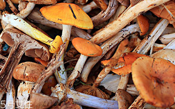 榛蘑的顏色 榛蘑是什么顏色的？