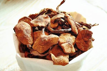 榛蘑多久能成熟？榛蘑的成熟期