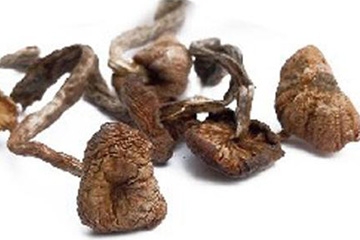 榛蘑能保存多久？干榛蘑怎么保存最好？