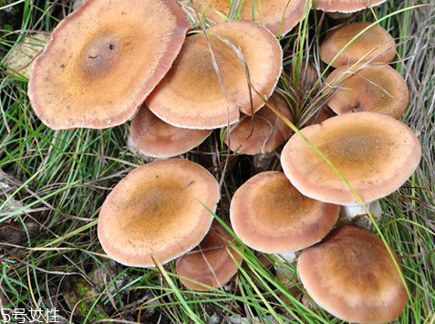 榛蘑可以帶到國外嗎？榛蘑可以帶上動(dòng)車嗎？