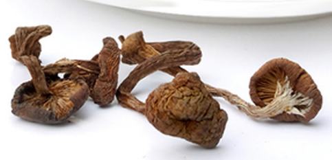 榛蘑可以煲鴨肉嗎？榛蘑可以煲鴨肉