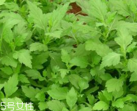 菊花腦的禁忌人群 哪些人不能吃菊花腦？