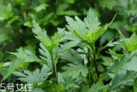 菊花腦是溫性還是涼性？菊花腦是涼性嗎？