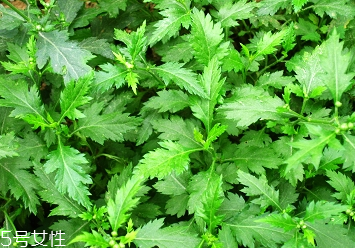 菊花腦的種植 菊花腦怎么種？