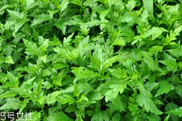 菊花腦可以涼拌嗎？菊花腦涼拌好吃嗎？