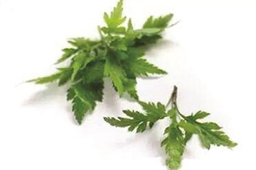 菊花腦是苦的嗎？菊花腦苦不苦？