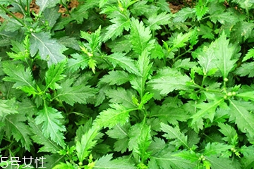 菊花腦和南瓜能一起吃嗎？菊花腦能和水果一起吃嗎？