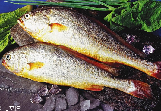 黃花魚是發(fā)物嗎？黃花魚是涼性的嗎？