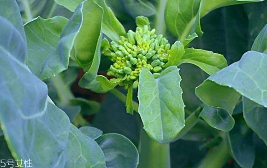 芥蘭能炒牛肉嗎？芥蘭炒牛肉的做法