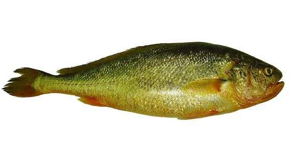 黃花魚清蒸好吃嗎？黃花魚清蒸的味道