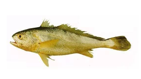 黃花魚清蒸好吃嗎？黃花魚清蒸的味道