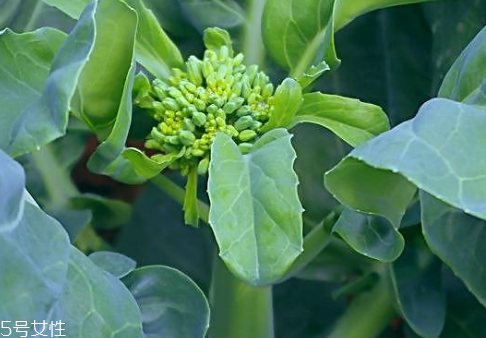 芥蘭會(huì)引起皮膚過敏嗎？芥蘭是發(fā)物嗎？