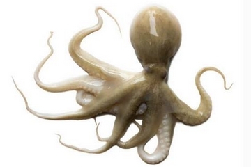 章魚是什么顏色？章魚是什么樣子？