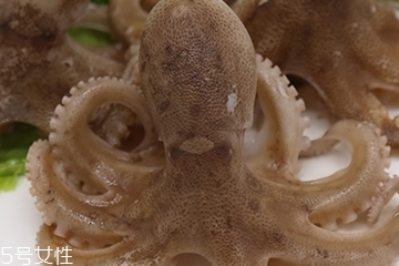 章魚是軟體動(dòng)物嗎？章魚屬于軟體動(dòng)物嗎？