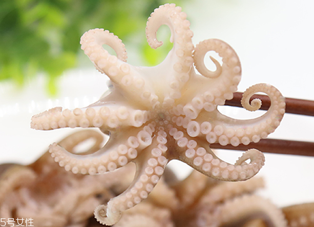 章魚是軟體動(dòng)物嗎？章魚屬于軟體動(dòng)物嗎？