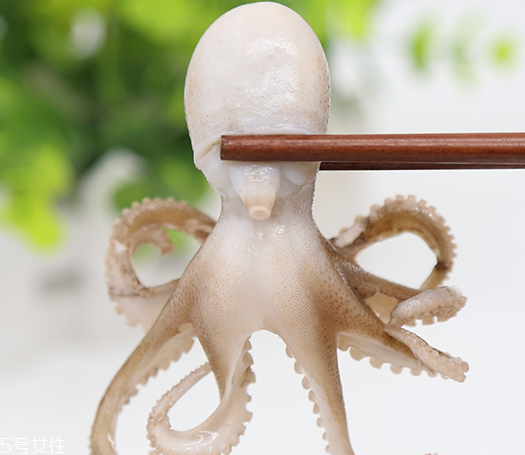 章魚是軟體動(dòng)物嗎？章魚屬于軟體動(dòng)物嗎？