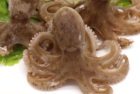 章魚會噴墨汁嗎？章魚的墨汁能吃嗎？