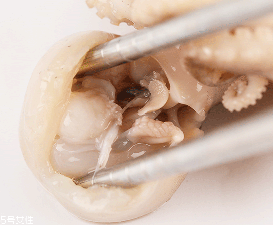 章魚可以炸嗎？章魚能油炸嗎？