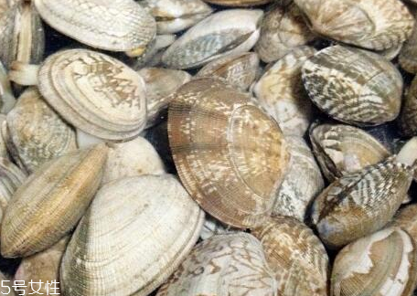 文蛤的形態(tài)特征 文蛤長什么樣子？