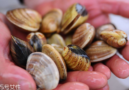 文蛤是中藥嗎？文蛤有藥用價值嗎？