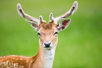 鹿肉是什么鹿的肉？吃鹿肉犯法嗎？