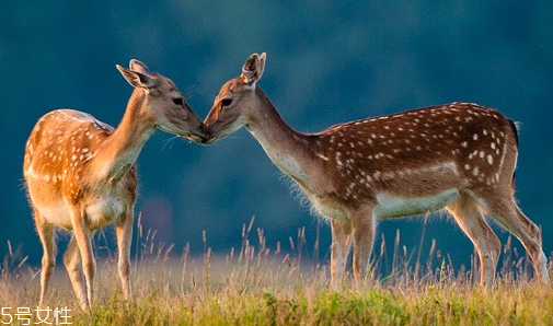 鹿肉是什么鹿的肉？吃鹿肉犯法嗎？