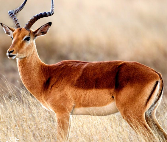 鹿肉是什么鹿的肉？吃鹿肉犯法嗎？