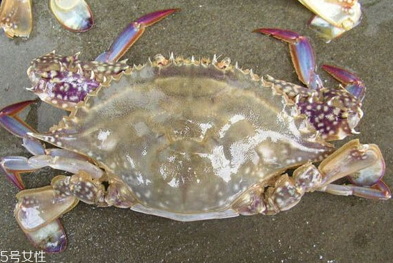 梭子蟹和飛蟹的區(qū)別？飛蟹是梭子蟹嗎？