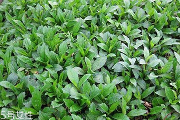 馬蘭頭是什么？什么是馬蘭頭？