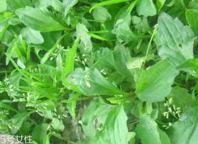 馬蘭頭是什么？什么是馬蘭頭？