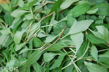 馬蘭頭對(duì)人的好處？馬蘭頭有什么好處？