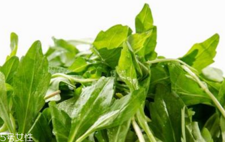 馬蘭頭是板藍(lán)根嗎？