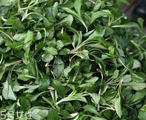 馬蘭頭是板藍(lán)根嗎？