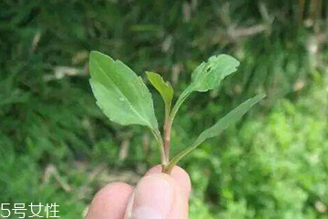 馬蘭頭的味道 馬蘭頭好吃嗎？