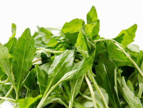 馬蘭頭的禁忌人群 馬蘭頭的適宜人群 馬蘭頭的禁忌人群 馬蘭頭的適宜人群