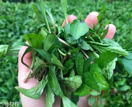 馬蘭頭和蝦能一起吃嗎？馬蘭頭和蝦能一起吃