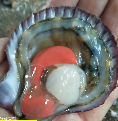 扇貝肉的做法 扇貝肉怎么做好吃？