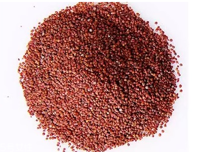 海藻面膜是什么種子？海藻面膜到底是什么？