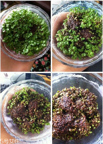 海藻面膜是補水的嗎？海藻面膜有補水效果嗎？