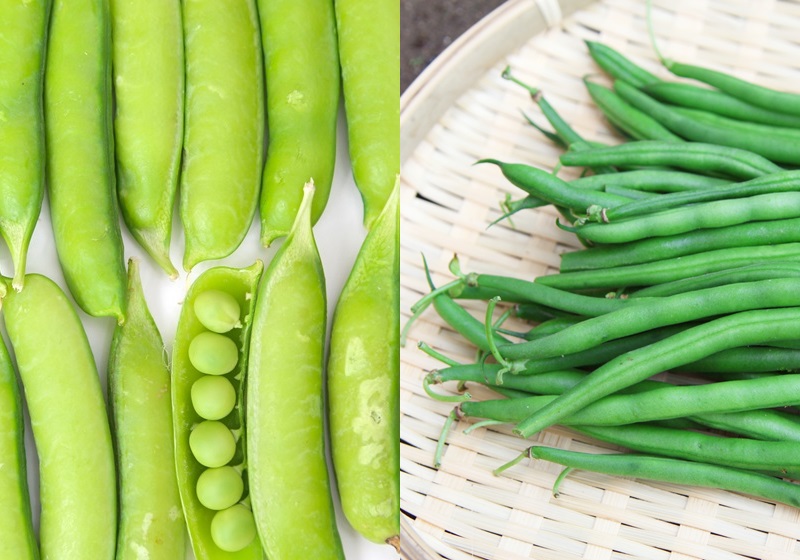 不同的豆類有哪些營養(yǎng)物質(zhì) 不同豆類補(bǔ)充什么營養(yǎng) 不同的豆類有哪些營養(yǎng)物質(zhì) 不同豆類補(bǔ)充什么營養(yǎng)